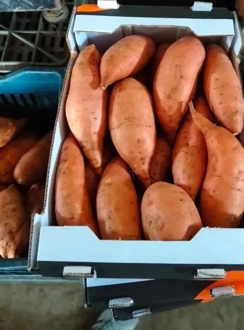 Potatoes  /  Sweet Potatoes