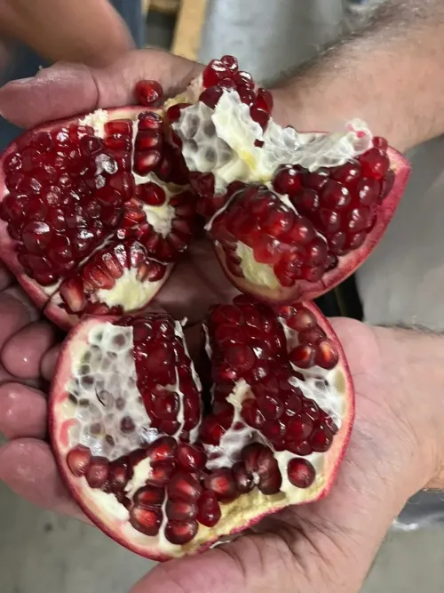 Pomegranates