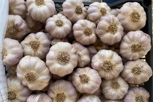 Garlic