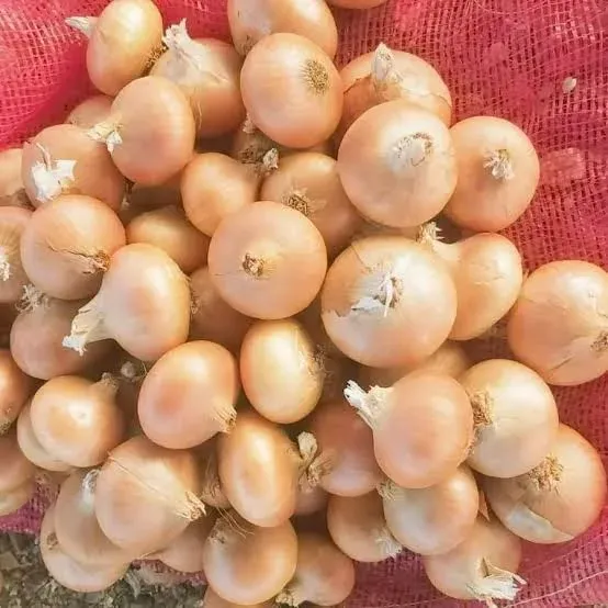 Onions